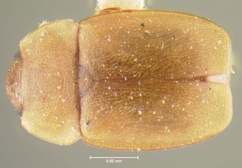 Media type: image;   Entomology 24486 Aspect: habitus dorsal view